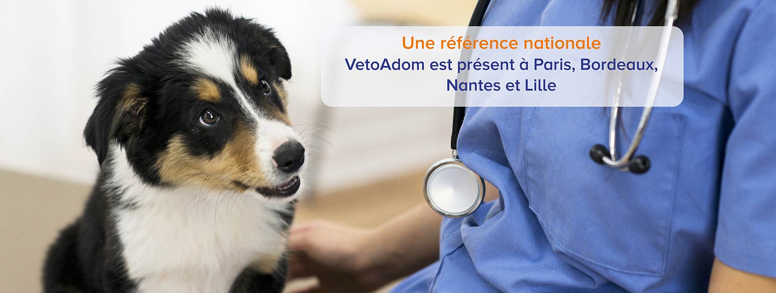 VetoAdom est le premier service d’urgence à domicile national